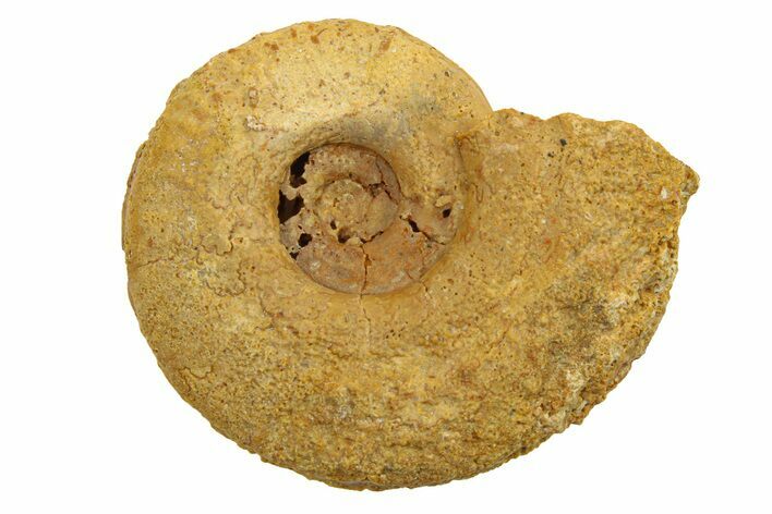 Jurassic Ammonite (Hildoceras?) Fossil - Morocco #289677